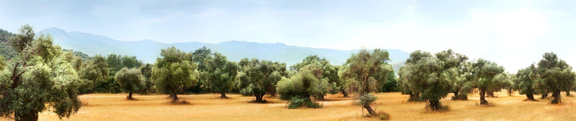 Oliveraies tunisiennes